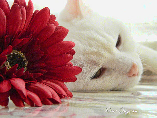 赛道与绿茵的奇遇，拉什福德F1首秀制霸，贝蒂斯足球哲学征服塞内加尔