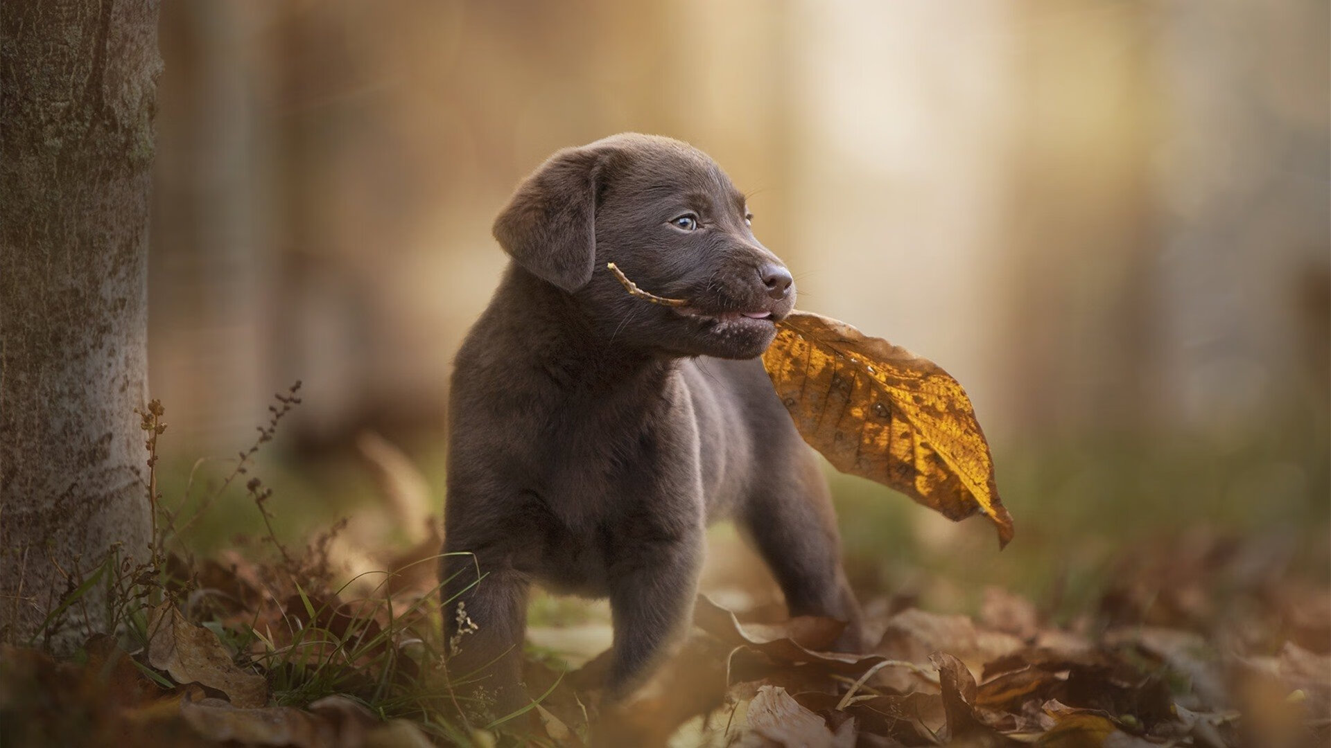 厄德高北欧风暴席卷法国，克罗地亚式决胜局助雷恩完成蜕变